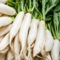 250 Seeds Daikon Radish-Fracking