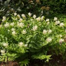 20 Seeds Spikenard-American-Aralia Racemosa
