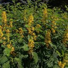 10 Seeds Senna- Hebecarpa