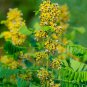 10 Seeds Senna- Hebecarpa