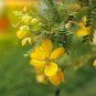 10 Seeds Senna- Hebecarpa