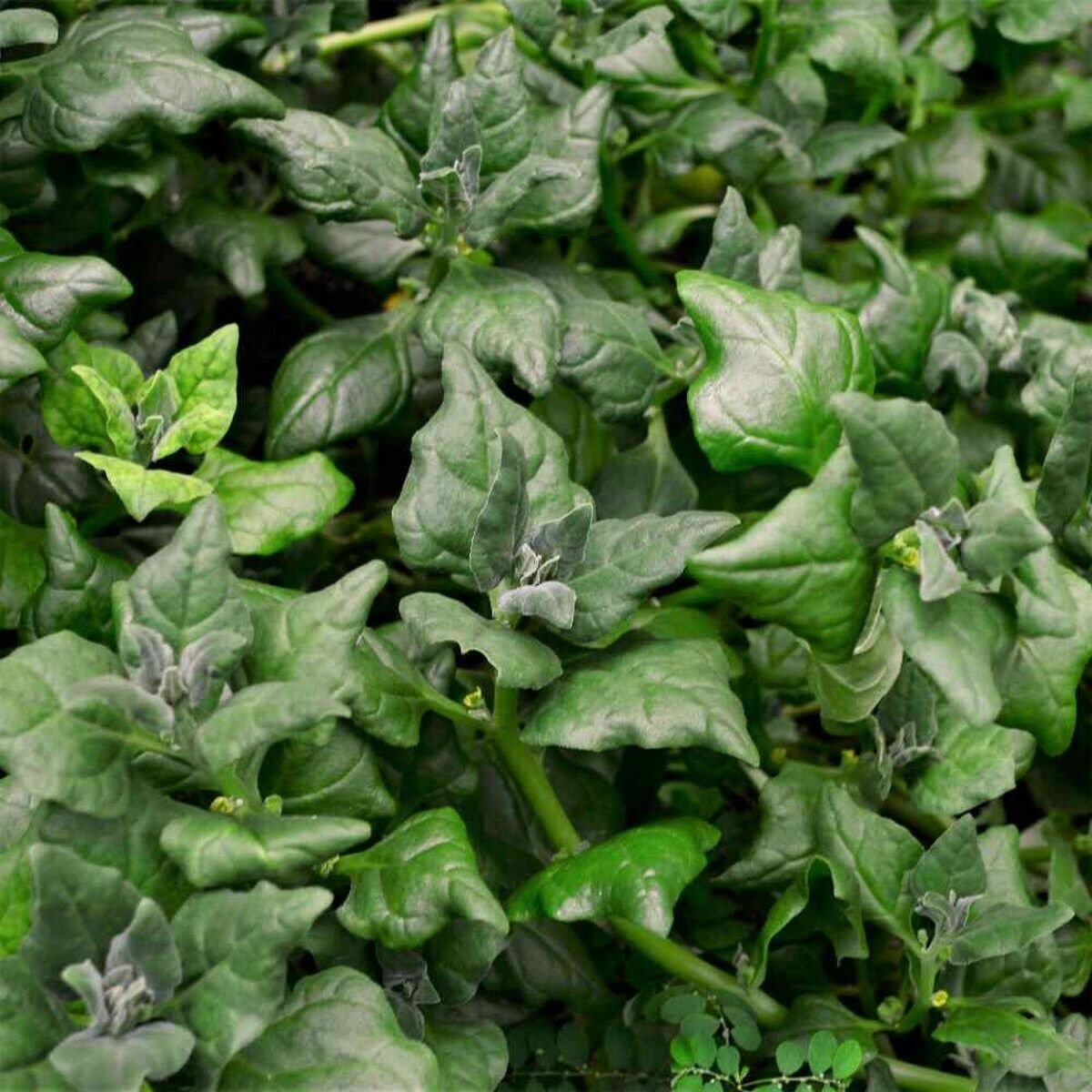 15 Seed New Zealand Spinach