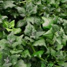 15 Seed New Zealand Spinach