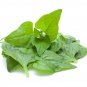15 Seed New Zealand Spinach