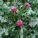 15 Seeds Milk Thistle- Silybum Marianum