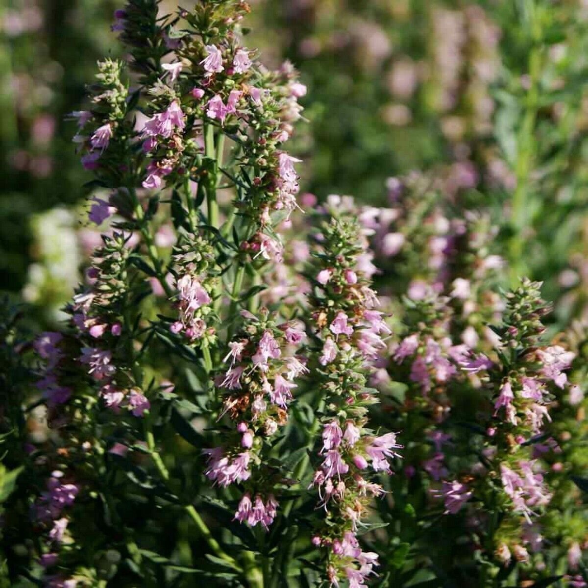25 Seeds Hyssop- Rose