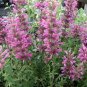 25 Seeds Hyssop- Rose