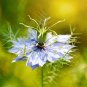 50 Seeds Cumin-Black- Nigella Sativa