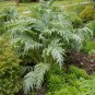 15 Seeds Cardoon