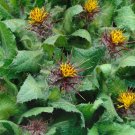10 Seeds Blessed Thistle-Cnicus Benedictus