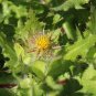 10 Seeds Blessed Thistle-Cnicus Benedictus