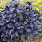 50 Seeds Basil- Dark Opal
