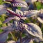 50 Seeds Basil- Dark Opal