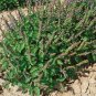 50 Seeds Basil- Green Holy