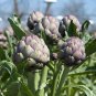15 Seeds Artichoke- Violet