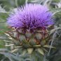 15 Seeds Artichoke- Violet