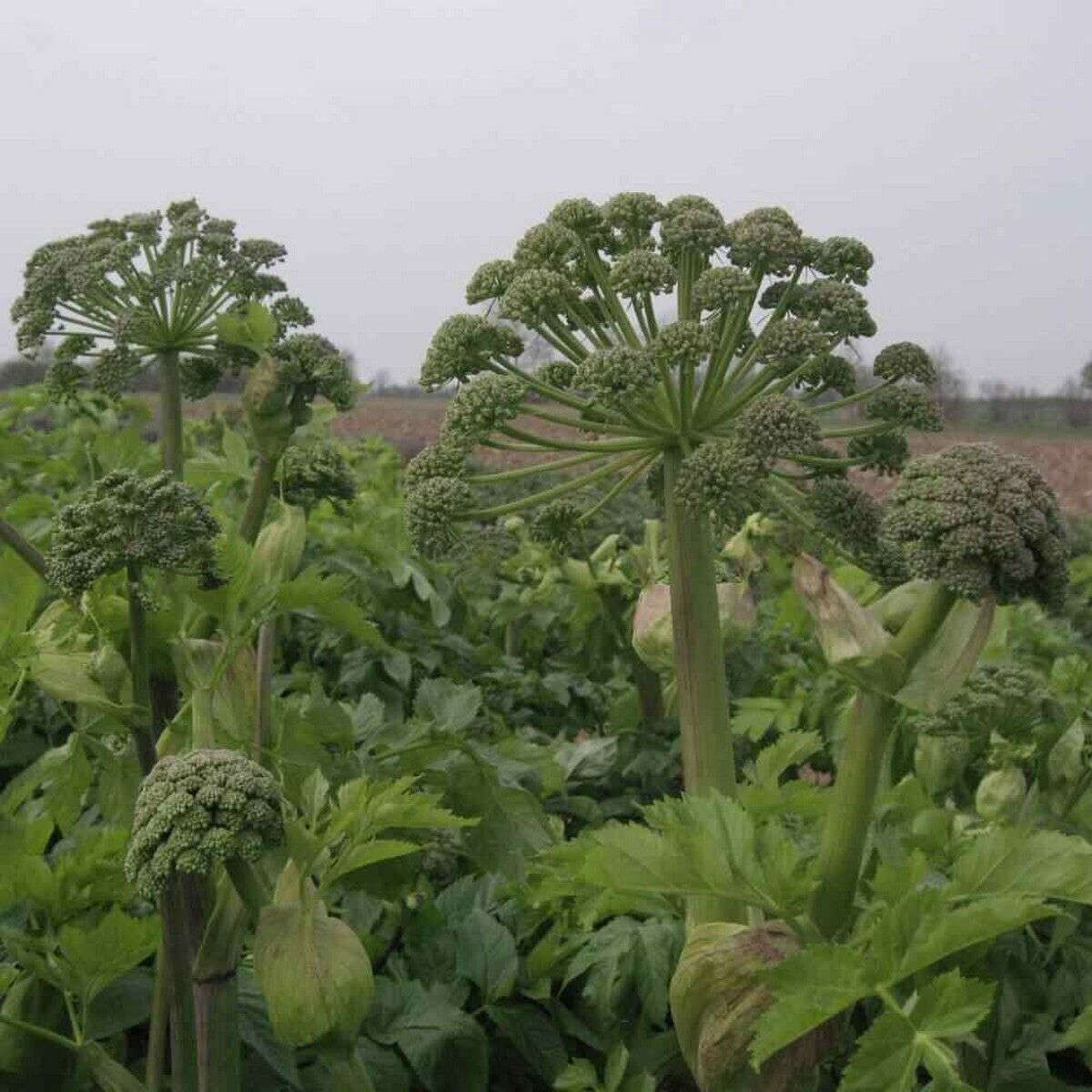 50 Seeds Angelica