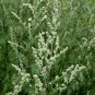 100 Seeds Mugwort