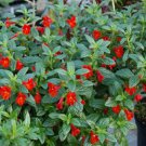 100 Seeds Mimulus- Monkey flower- Red