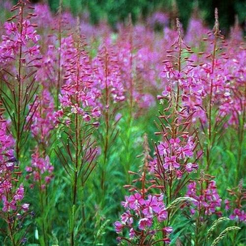 100 Seeds Fireweed- Willowherb