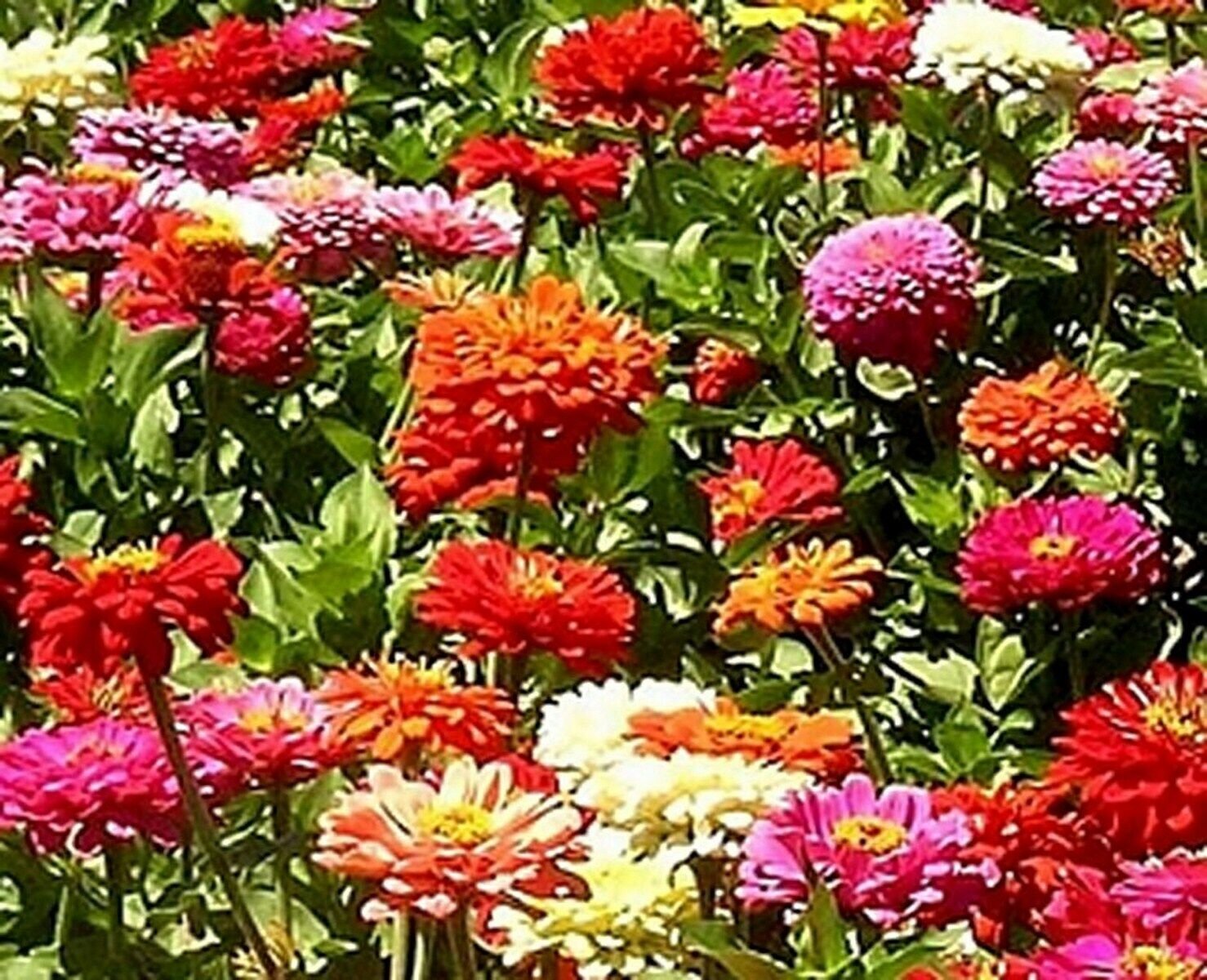 100 Seeds Dahlia- Unwin Bedding