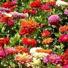 100 Seeds Dahlia- Unwin Bedding