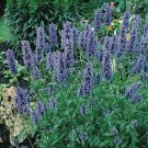 200 Seeds Catmint- Blue