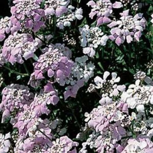 50 Seeds Candytuft- Gibraltar