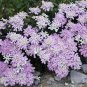 50 Seeds Candytuft- Gibraltar