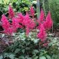 50 Seeds Astilbe- Pumila Rosy