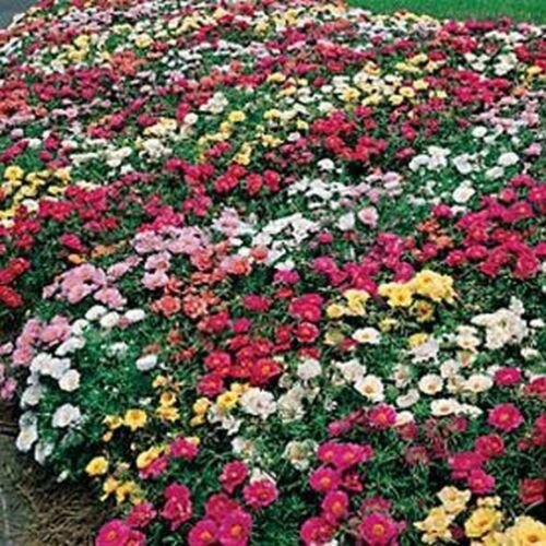 200 Seeds Moss Rose Mix