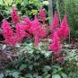 50 Seeds Astilbe- Pumila Rosy