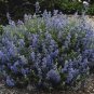200 Seeds Catmint- Blue