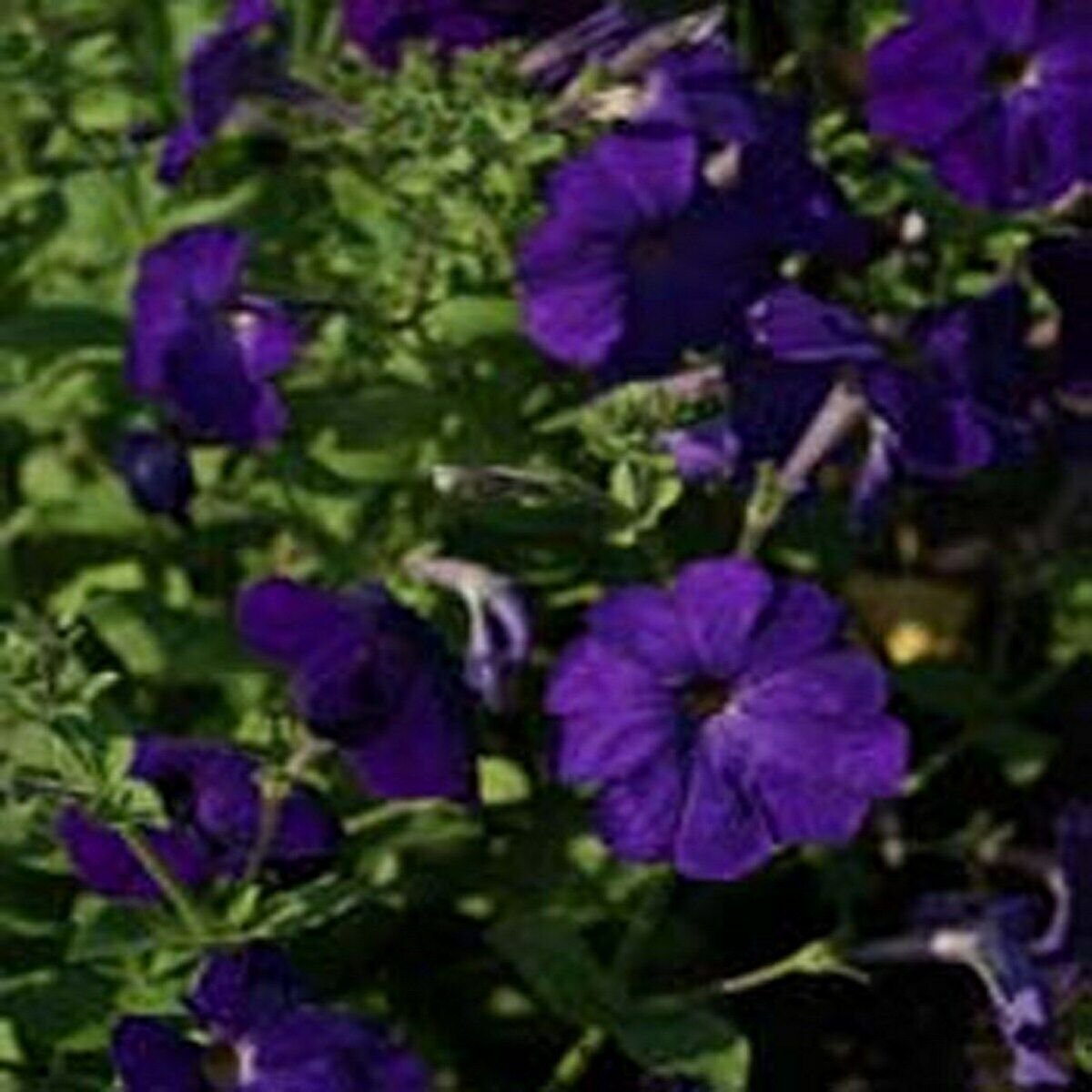 100 Seeds Petunia-Alderman