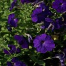 100 Seeds Petunia-Alderman