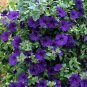 100 Seeds Petunia-Alderman