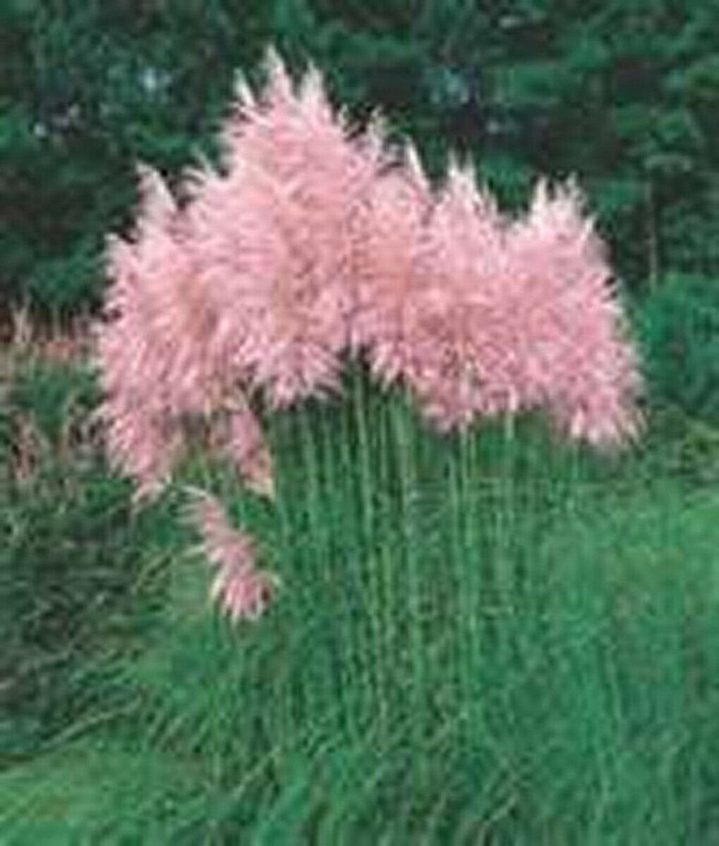 100 Seeds Pampas Grass- Pink