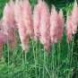 100 Seeds Pampas Grass- Pink