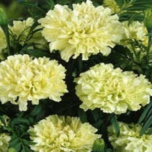 25 Seeds Marigold- White