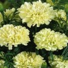 25 Seeds Marigold- White