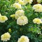 25 Seeds Marigold- White