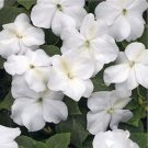 50 Seeds Impatiens- Walleriana Baby - White
