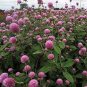 50 Seeds Gomphrena Globosa- Rose