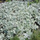 100 Seeds Dusty Miller