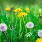 100 Seeds Dandelion