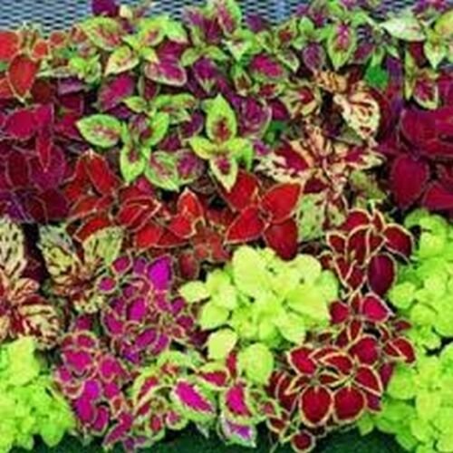 100 Seeds Coleus- Rainbow Mix