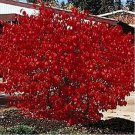 50 Seeds Burning Bush