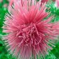 50 Seeds Aster - Needle -Salmon