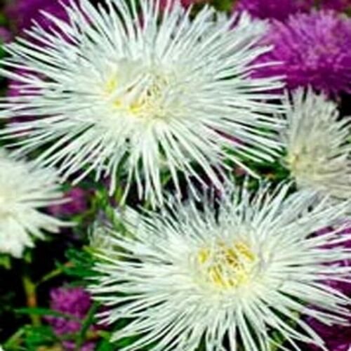 50 Seeds Aster - Needle -white