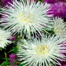 50 Seeds Aster - Needle -white